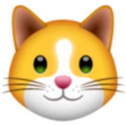 KittenFinance